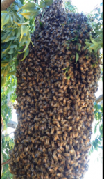 Each Busy Bee