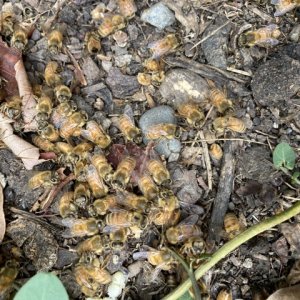 Beehive litter